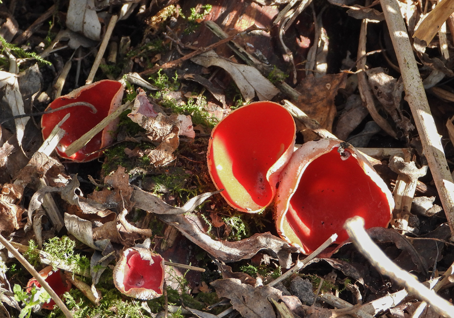 Sarcoscypha coccinea Red bell cup Rode klokbekerzwam